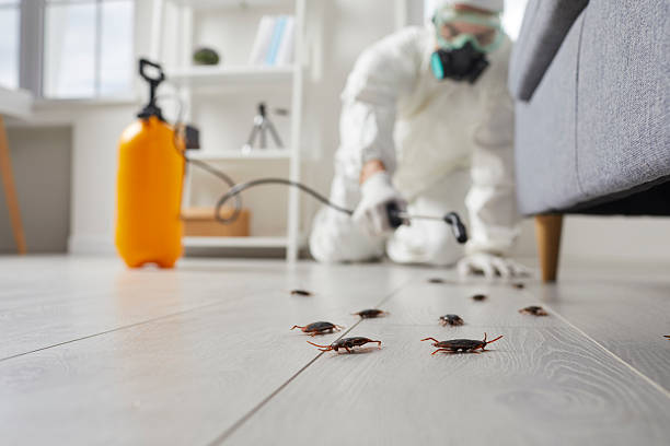 Commercial Kitchen Cockroach Control in Amador Pines